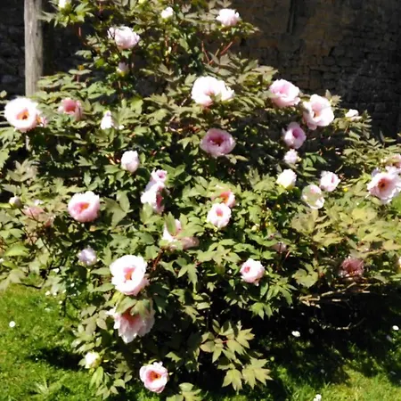 Petit Bonheur En Normandie Дом отдыха Montviron